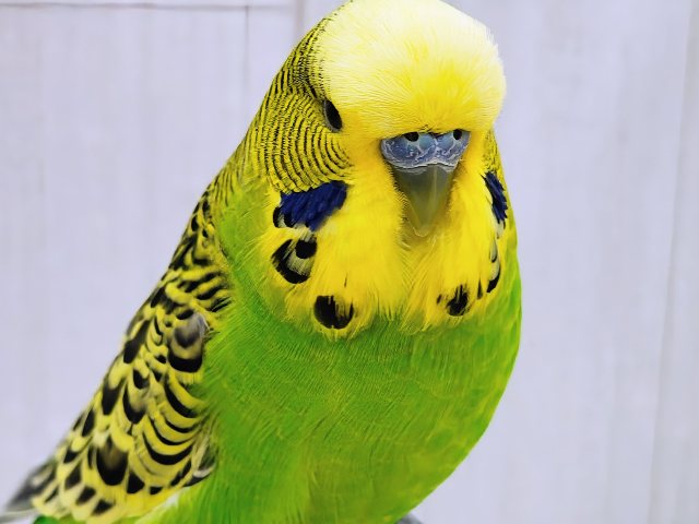 最新画像更新♡ムチムチボディー。ジャンボセキセイインコ