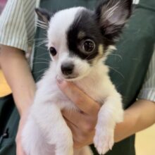 最新📷顔が左右で違う？チワマルちゃん