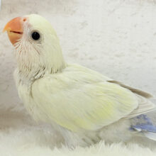 【最新画像更新🪄】ふんわりやわらか🫧淡カラー🐣コザクラインコ(シナモン) ヒナ