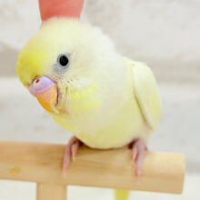 【最新画像更新🪄ひとり餌になりました‪☆】レモンチーズケーキ🍋💛セキセイインコ(クリーム) ヒナ