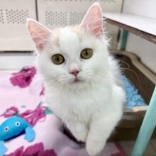 スコティッシュフォールド（クリーム&ホワイト）女の子♪ずっとゴロゴロ甘えんぼ🩷