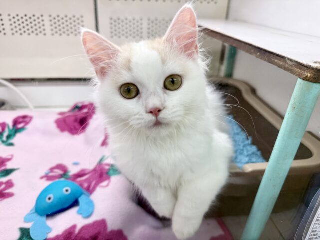 スコティッシュフォールド（クリーム&ホワイト）女の子♪ずっとゴロゴロ甘えんぼ🩷