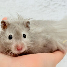 【最新画像更新🪄】ひょっこりボーイ‪☆セーブルハムスター(男の子)