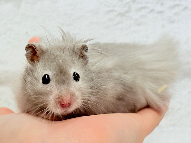 【最新画像更新🪄】ひょっこりボーイ‪☆セーブルハムスター(男の子)