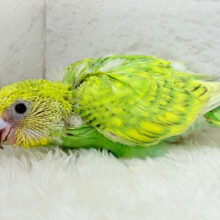 キラキラフレッシュグリーン🥦.*･ﾟセキセイインコ(スパングル) ヒナ