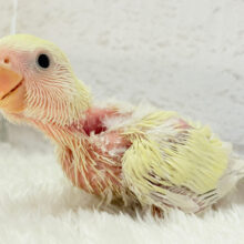 たくさん癒しを届けるよっ🎁⋆*コザクラインコ(シナモン) ヒナ