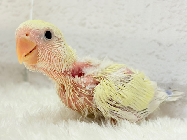 たくさん癒しを届けるよっ🎁⋆*コザクラインコ(シナモン) ヒナ