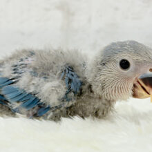 おっとり、まったり、マイペース♡コザクラインコ(ブルーチェリー) ヒナ