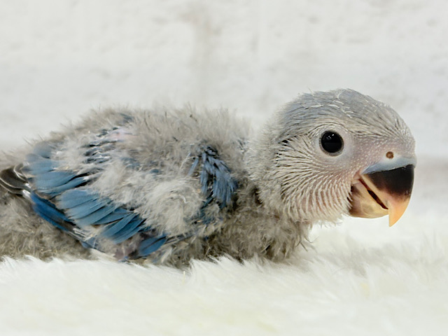 おっとり、まったり、マイペース♡コザクラインコ(ブルーチェリー) ヒナ