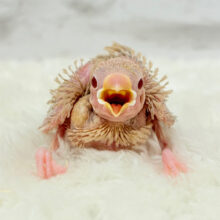 ほっと一息｡oO優しいミルクティー☕️🤎シナモン文鳥 ヒナ