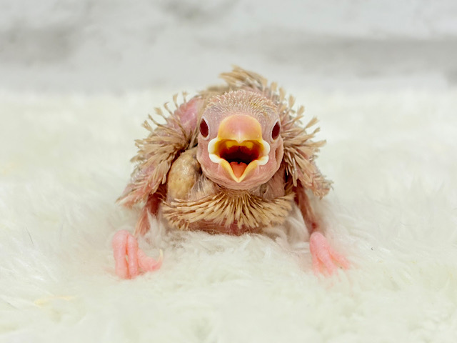 ほっと一息｡oO優しいミルクティー☕️🤎シナモン文鳥 ヒナ