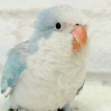 淡ブルー🩵もふもふ天使🧚‍♀️🫧オキナインコ(ブルーオパーリン) ヒナ