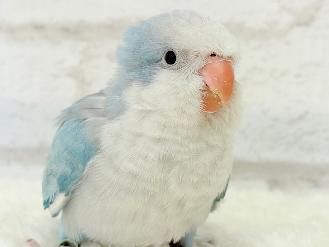 淡ブルー🩵もふもふ天使🧚‍♀️🫧オキナインコ(ブルーオパーリン) ヒナ