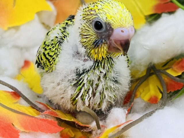 綿毛たっぷり♡セキセイインコ（グリーンオパーリン）