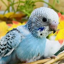 爽やかなライトブルー🩵セキセイインコ（ブルーオパーリン）