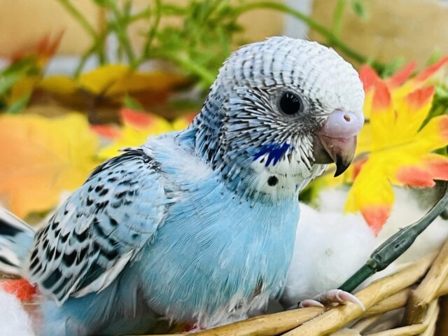 爽やかなライトブルー🩵セキセイインコ（ブルーオパーリン）