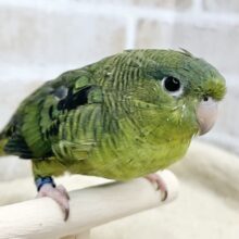【🆙最新画像あり‼️】前傾姿勢にウルウルおめめ💚✨　サザナミインコ（ダークグリーン）