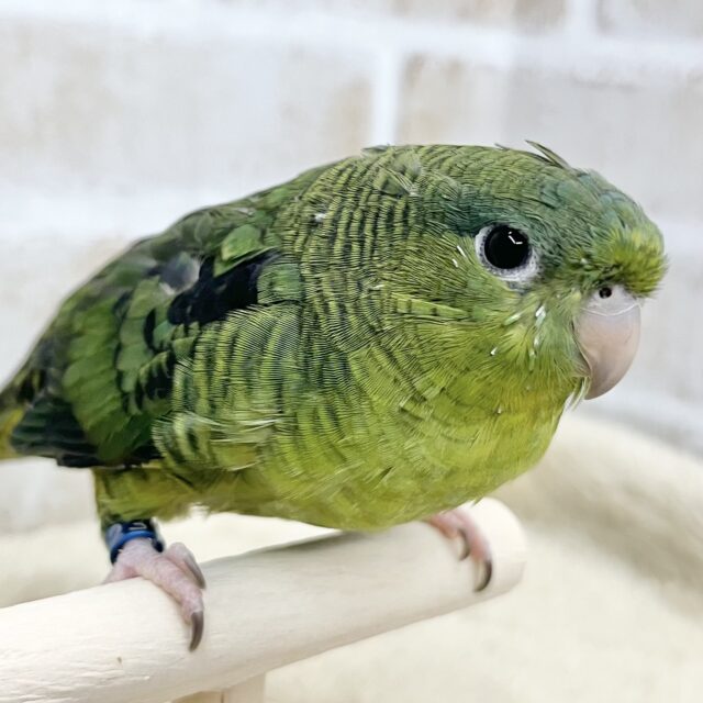 【🆙最新画像あり‼️】前傾姿勢にウルウルおめめ💚✨　サザナミインコ（ダークグリーン）
