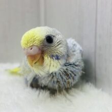 ✨ﾊﾟﾁﾊﾟﾁ弾けるレモンソーダちゃん🍋セキセイインコパステルレインボー🌈