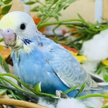 10/8更新☆やっぱり綺麗だぁ✨セキセイインコパステルレインボー！🌈