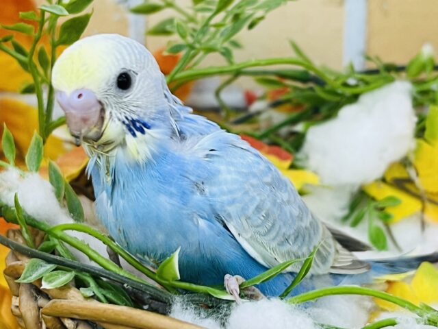 10/8更新☆やっぱり綺麗だぁ✨セキセイインコパステルレインボー！🌈