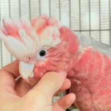 【最新画像更新🪄】なでなで好きの甘えんぼ〜🍑💖モモイロインコ(ノーマル) 女の子