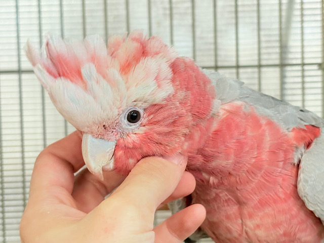 【最新画像更新🪄】なでなで好きの甘えんぼ〜🍑💖モモイロインコ(ノーマル) 女の子