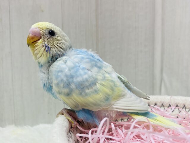 毎日ビジュイイじゃん〜👍💕ぽわぽわ可愛すぎるセキセイインコ（パステルレインボー）🌟