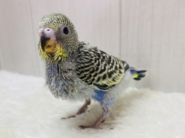 ｷｭﾙｷｭﾙおめめがチャームポイント☝🏻‪‪✨模様のステキなセキセイインコ(ノーマルイエローフェイス)💛