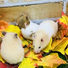 ゴールデン系ハムちゃんずの女の子たち入舎しました🧡