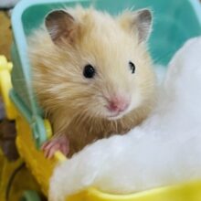 シルク毛玉✨サテンハムスターの男の子入舎しました！