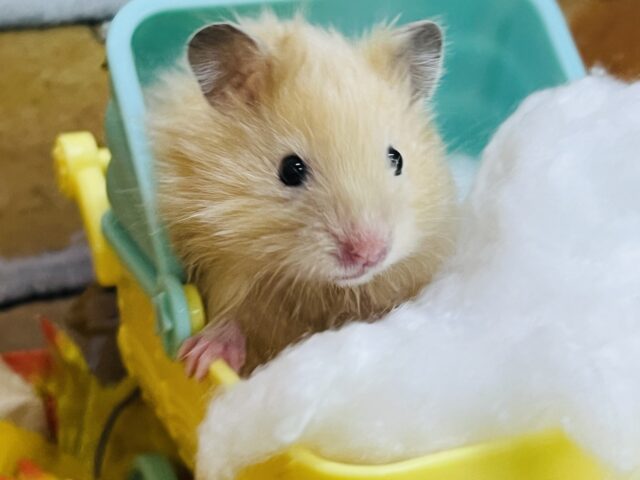 シルク毛玉✨サテンハムスターの男の子入舎しました！