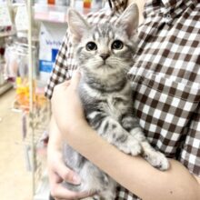 最新画像📸アメリカンショートヘアー（ブルータビー）女の子♫ずっとにゃ〜にゃ〜かまってちゃん💕