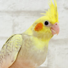 【最新画像更新🪄】背中のパール模様が魅力的🐣🫧オカメインコ(シナモンパールパイド) ヒナ