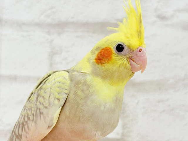【最新画像更新🪄】背中のパール模様が魅力的🐣🫧オカメインコ(シナモンパールパイド) ヒナ