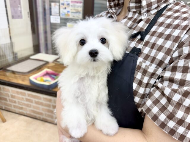 最新画像📸ハーフ犬（マルチーズ✖️トイプードル）男の子♫ちびちびわんぱくボーイがやってきた🐶