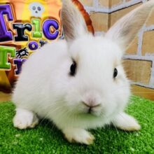 ２つの顔🎭♡優しいカラーのネザーランドドワーフラビットの女の子♡