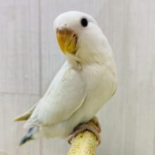 最新画像有ります❗️キュルキュルおめめで見つめちゃう🫶💕︎︎あわ〜いブルーの素敵なコザクラインコ❗️