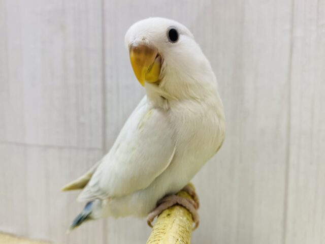 最新画像有ります❗️キュルキュルおめめで見つめちゃう🫶💕︎︎あわ〜いブルーの素敵なコザクラインコ❗️