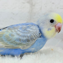 【最新画像更新🪄】まんまるおめめに吸い込まれちゃうっ🐣🫧セキセイインコ(パステルレインボー) ヒナ