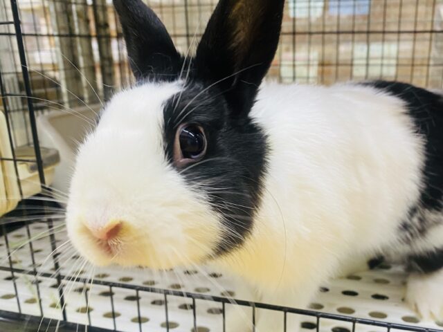 最新画像有ります⭐️うさぎ界のハチワレ⁉️白黒カラーのドワーフホトちゃん💕