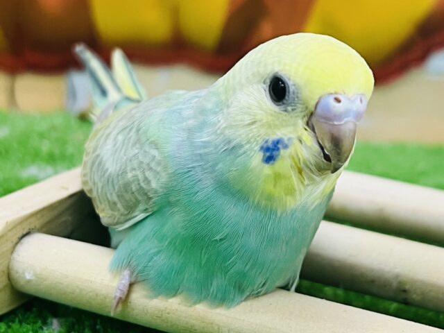 10/8更新もちもち♡グリーン🍏セキセイインコのレインボーの雛💚