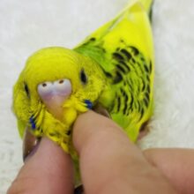 最新画像有ります⭐️ちょっぴり恥ずかしがり屋さん❓ピトっと寄り添っちゃうセキセイインコのパイド🌟