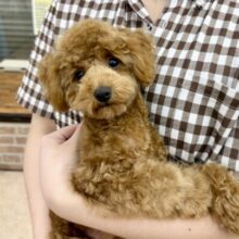 最新画像📸トイプードル（レッド）女の子♪最初だけビビッちょだけど慣れると甘えんぼ〜💕