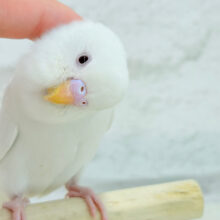 【動画更新🪄ひとり餌になりました‪☆】ピュアピュアホワイト🤍セキセイインコ(アルビノ) ヒナ