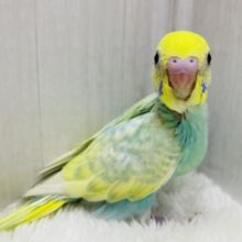 ✨おすまし顔が得意なんです♪エメラルドグリーンの素敵なセキセイインコ（パステルカラーレインボー）💚