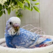 キュルキュルおめめの美鳥さん💖セキセイインコのスパングル！！