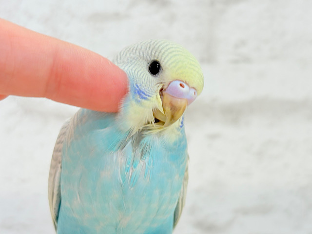 【最新画像更新🪄】個性的で魅力的🧚‍♀️🫧セキセイインコ(パステルレインボースパングル) ヒナ