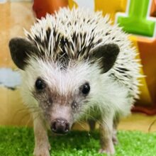 🦔チクチクいがぐりちゃん🌰ハリネズミの女の子入舎しました！