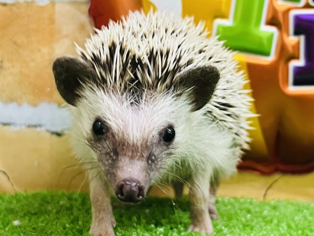 🦔チクチクいがぐりちゃん🌰ハリネズミの女の子入舎しました！